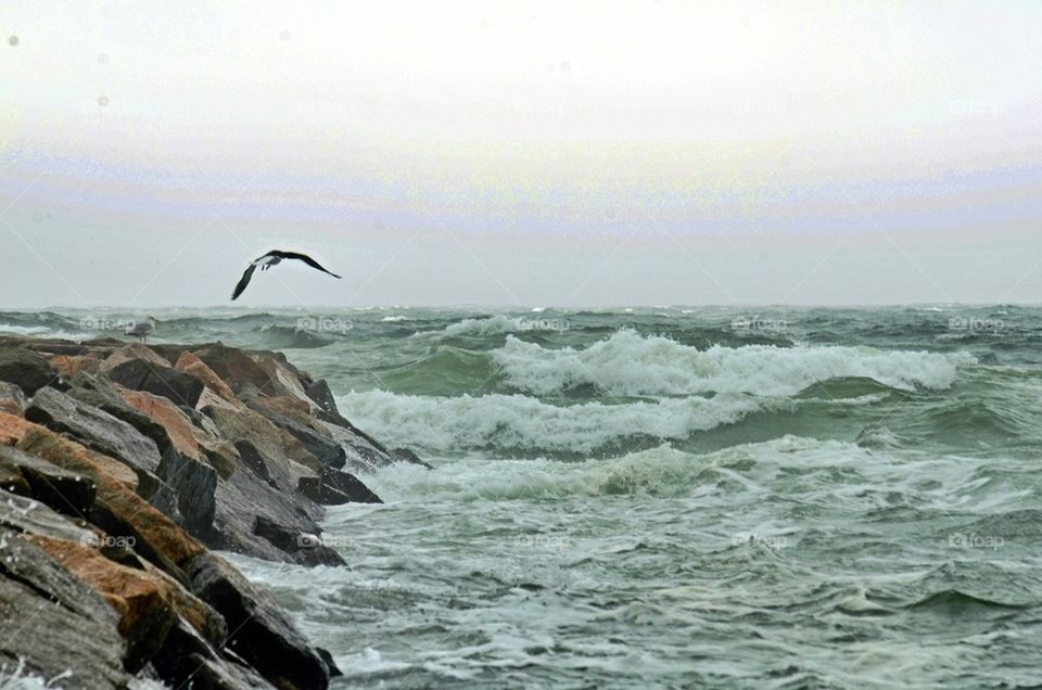 Seagull in the storm