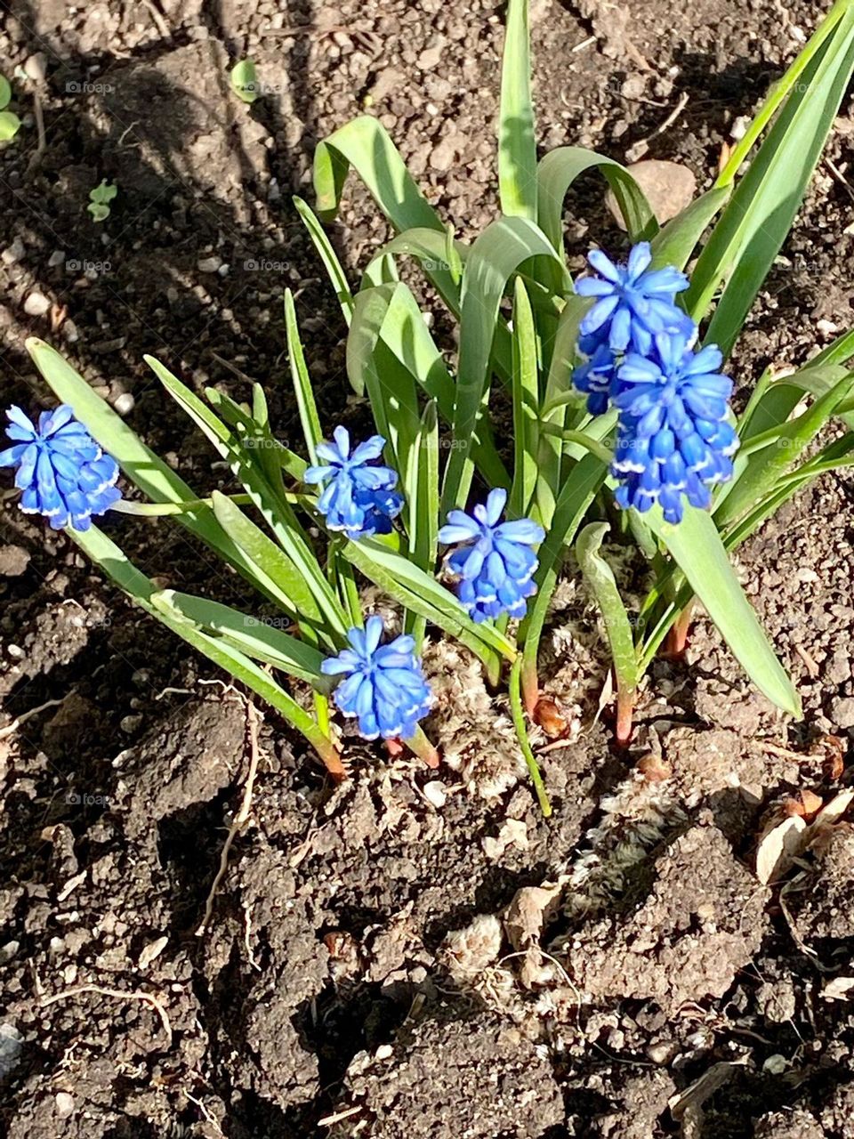 I want to collect a bouquet. At least once more
To see the delicate color, inhaling the air greedily.