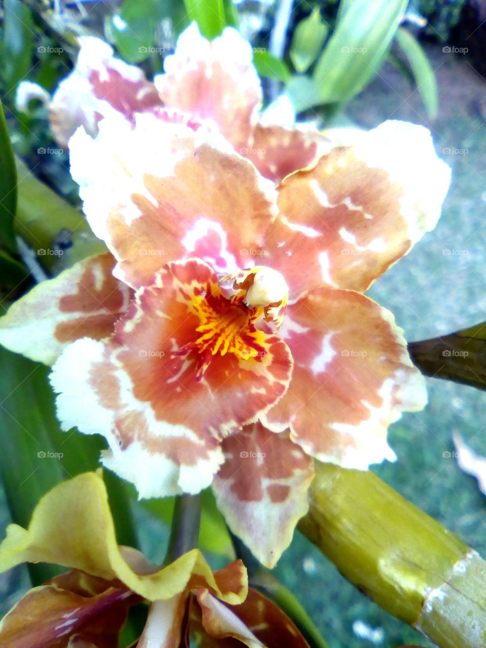 Apaixonada por orquídeas!