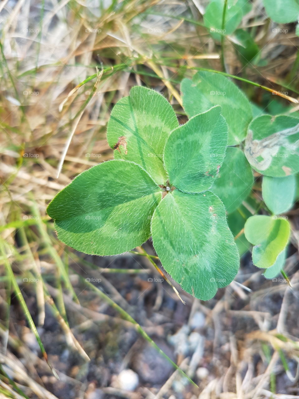 four-leaf clover