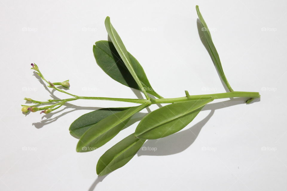 panax leaf