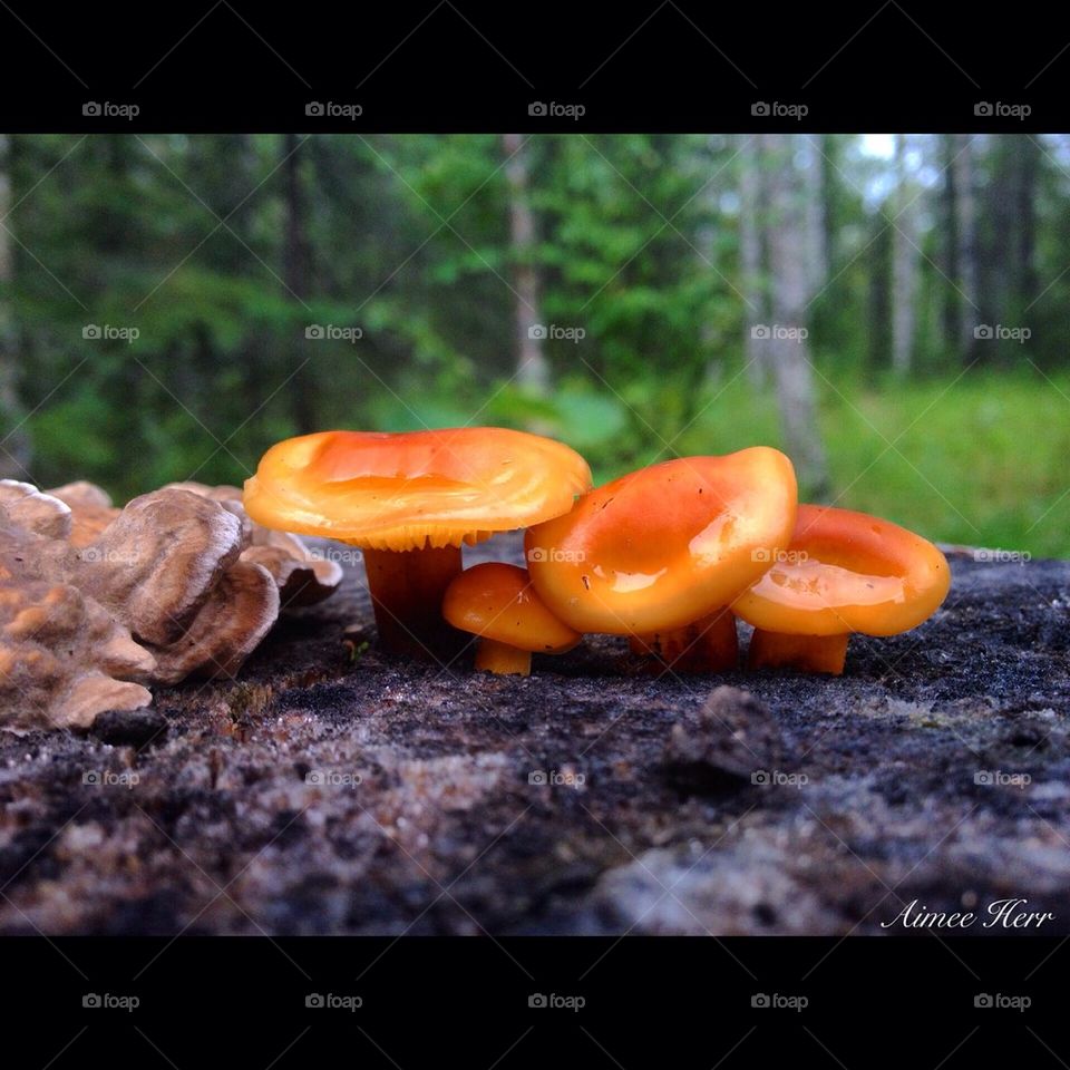 Orange stump mushrooms 