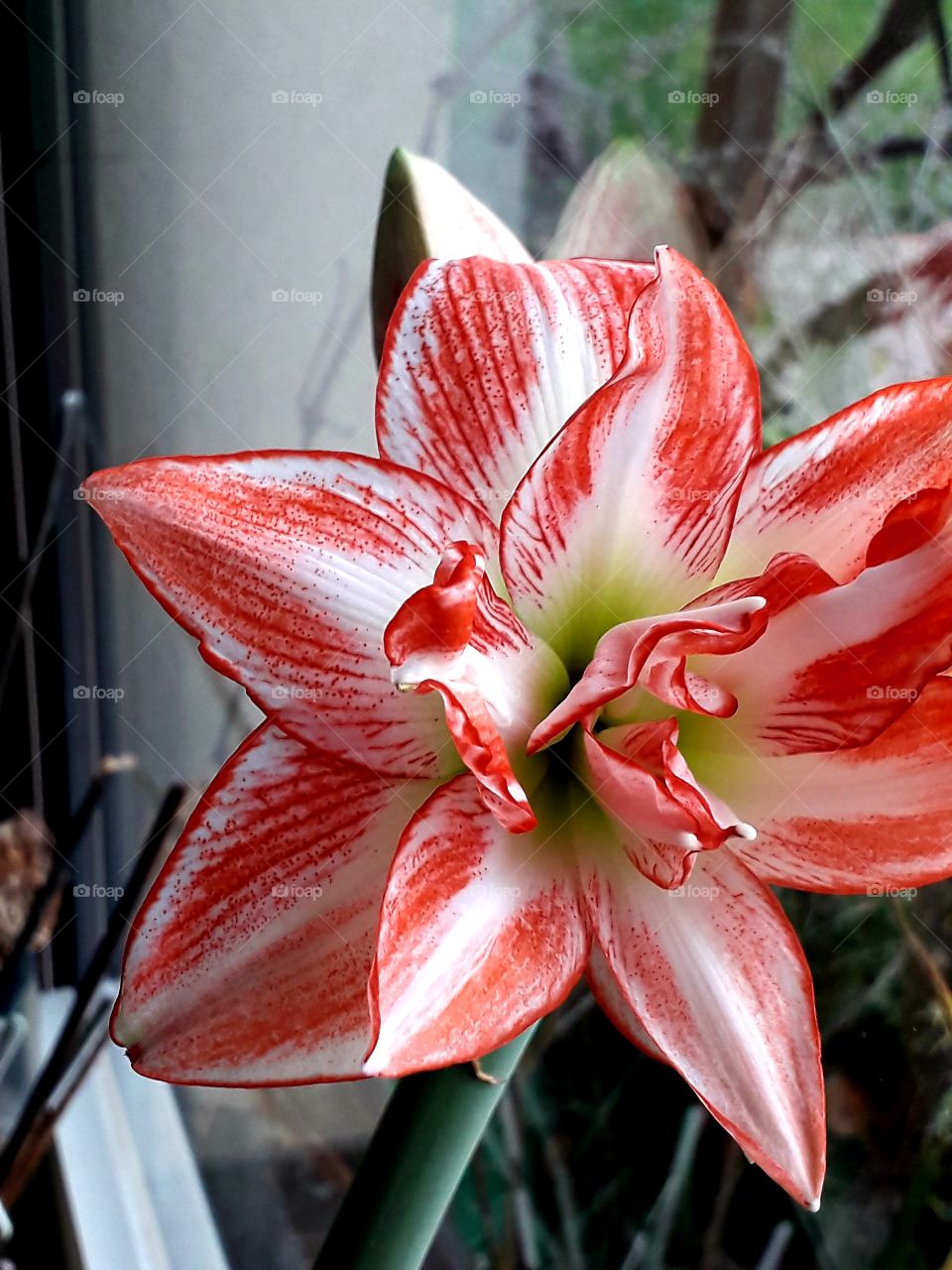 pop of color  - red and white flower of amaryllis