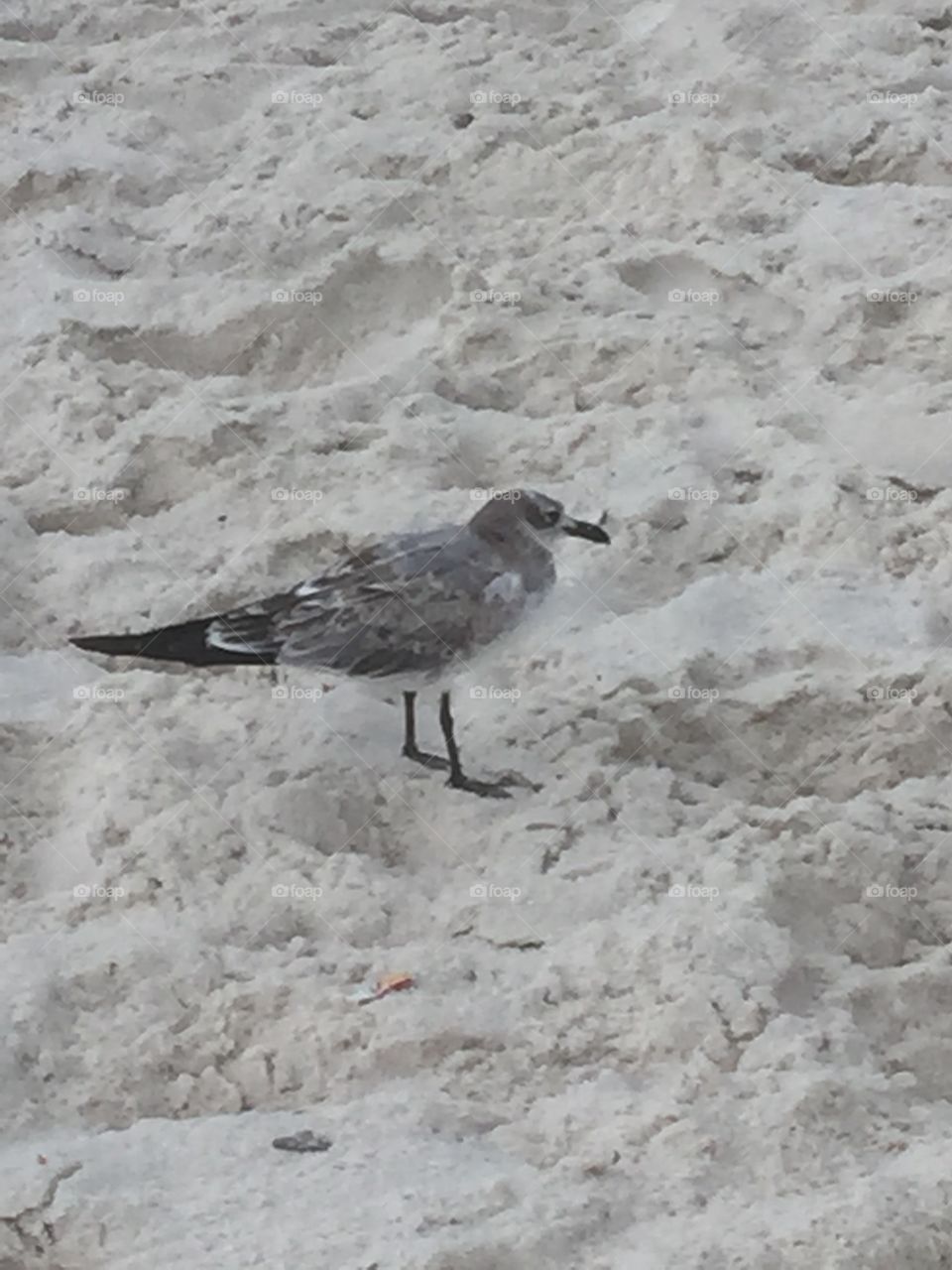 Beach bird 