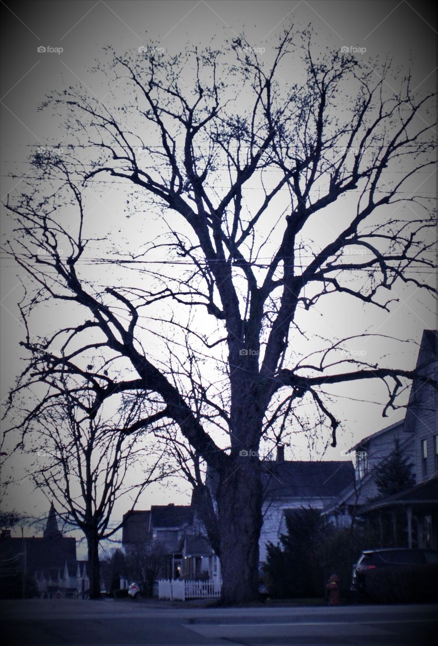 Tree in Town in Front of a Home