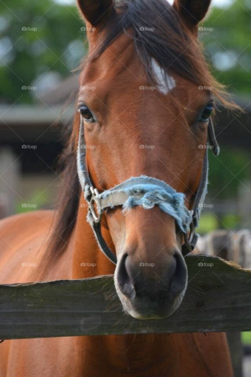 Hello Horsey 