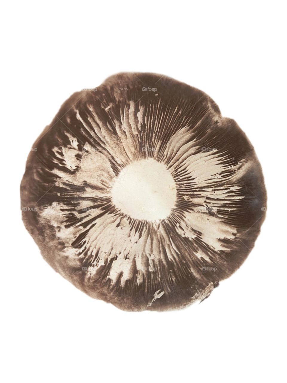 Brown mushroom spores print of Agaricus species on white background