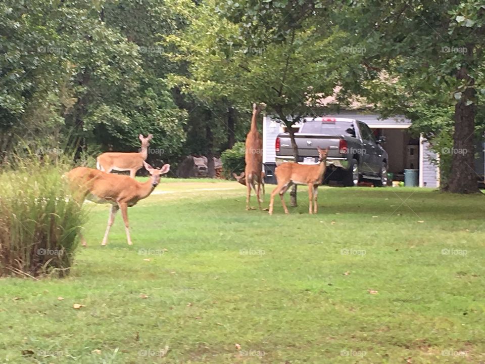 O.k girls help me eat from the forbidden tree! This is one of my favorite hobbies.