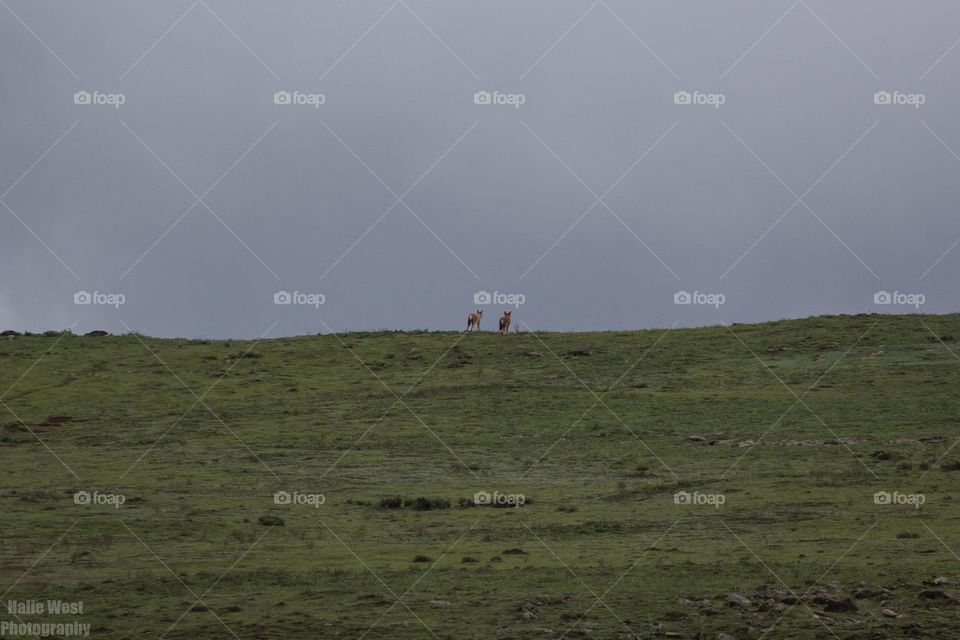 Ethiopian wolf 28