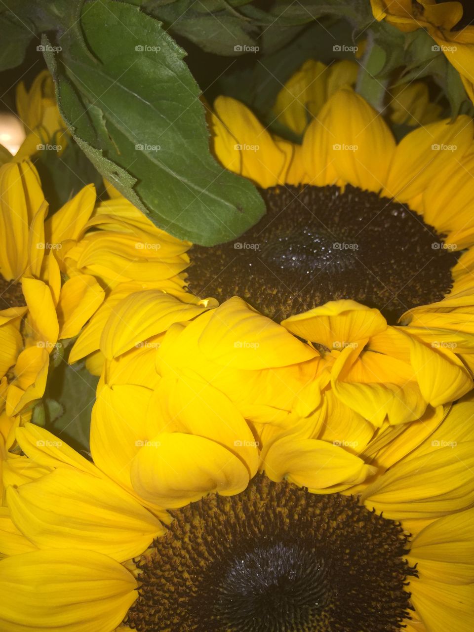 Sunflowers 