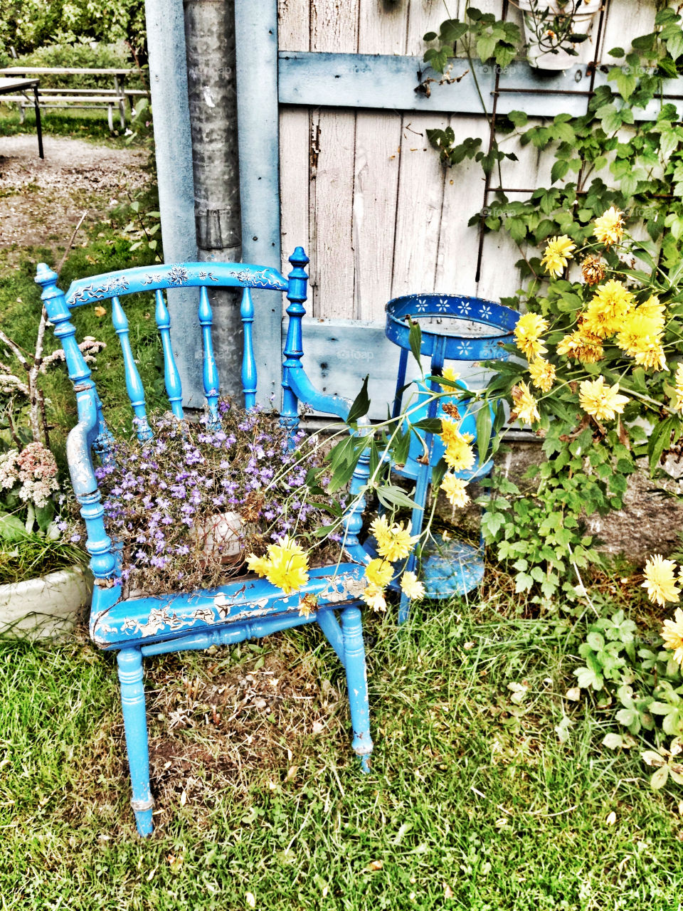 sweden yellow flower blue by piaktw