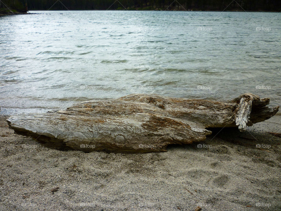 beach wood tree lake by kenglund