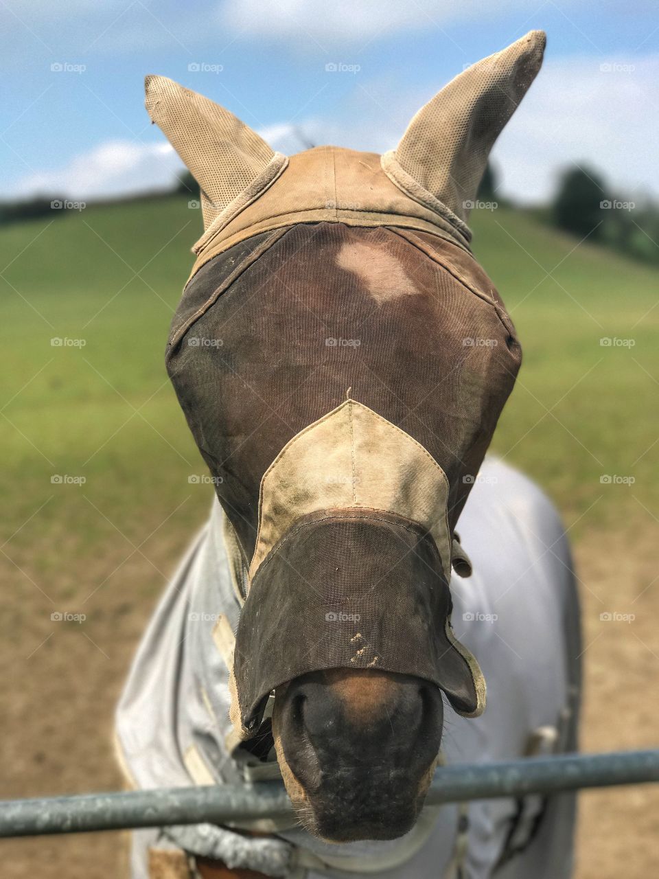 Horse in fly mask. 