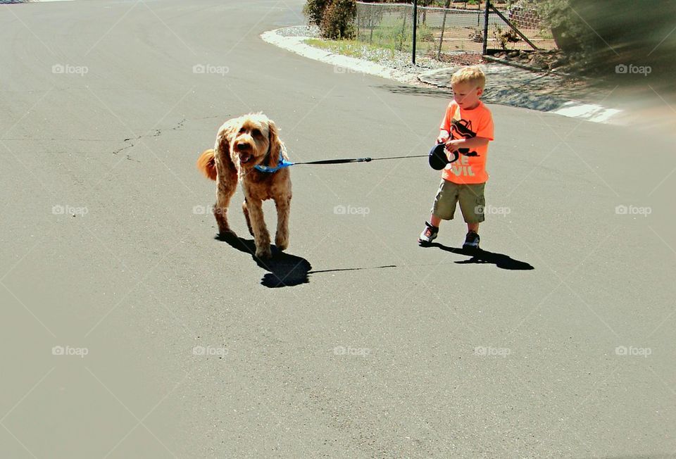4 year old boy walking large dog