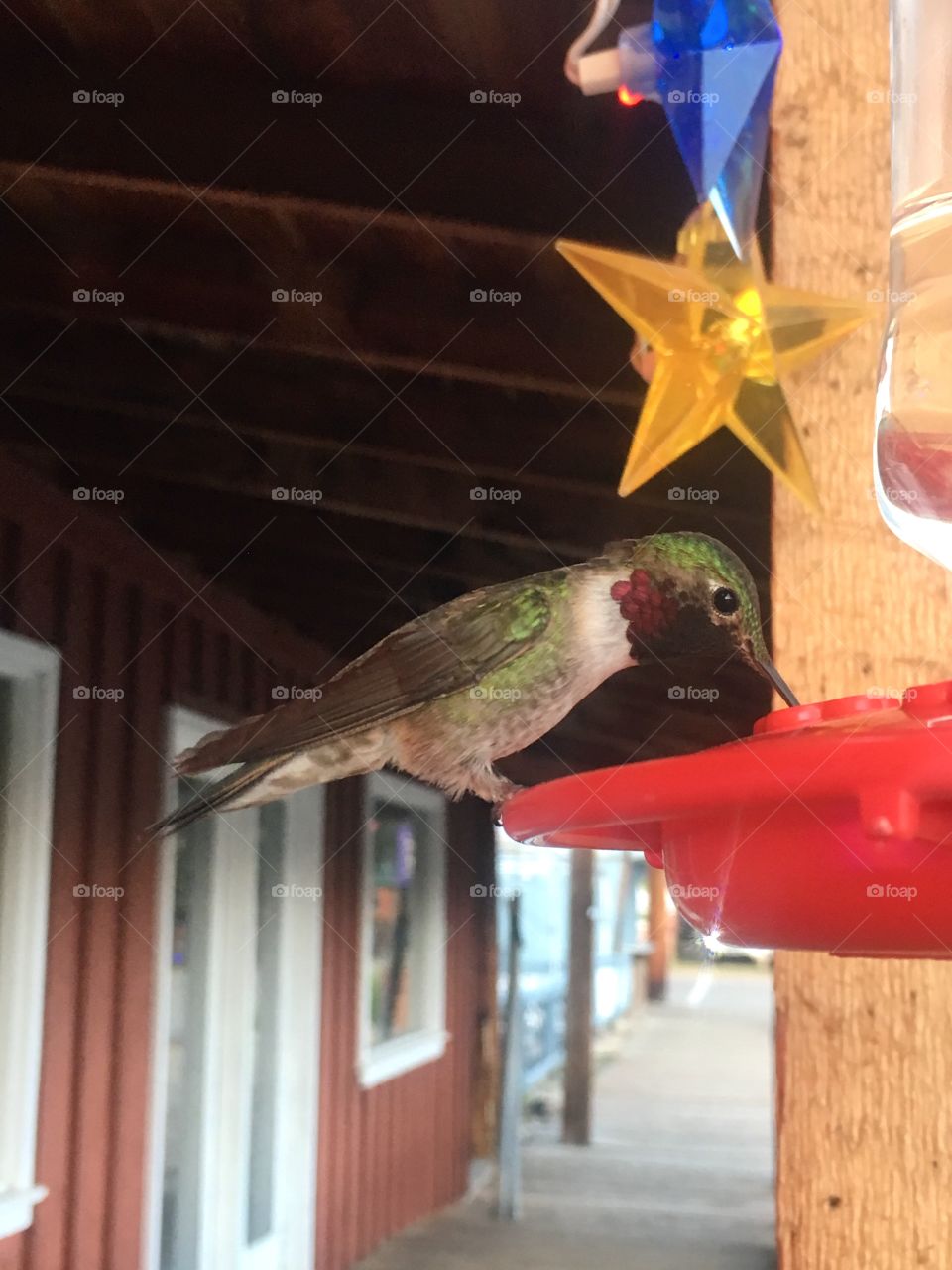 Hummingbird resting & eating on a festive hummingbird feeder.