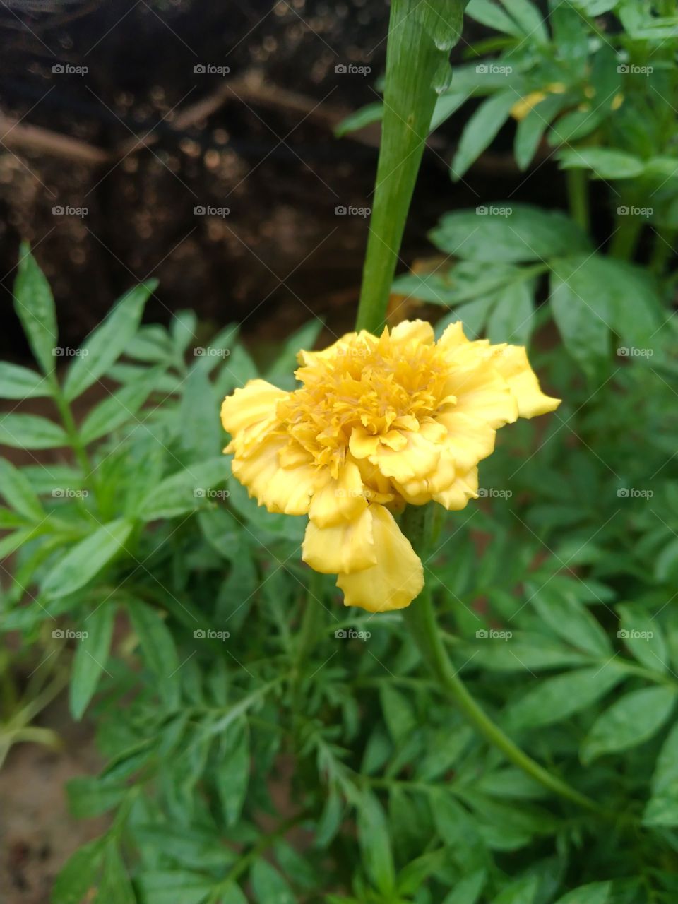 Yellow flower