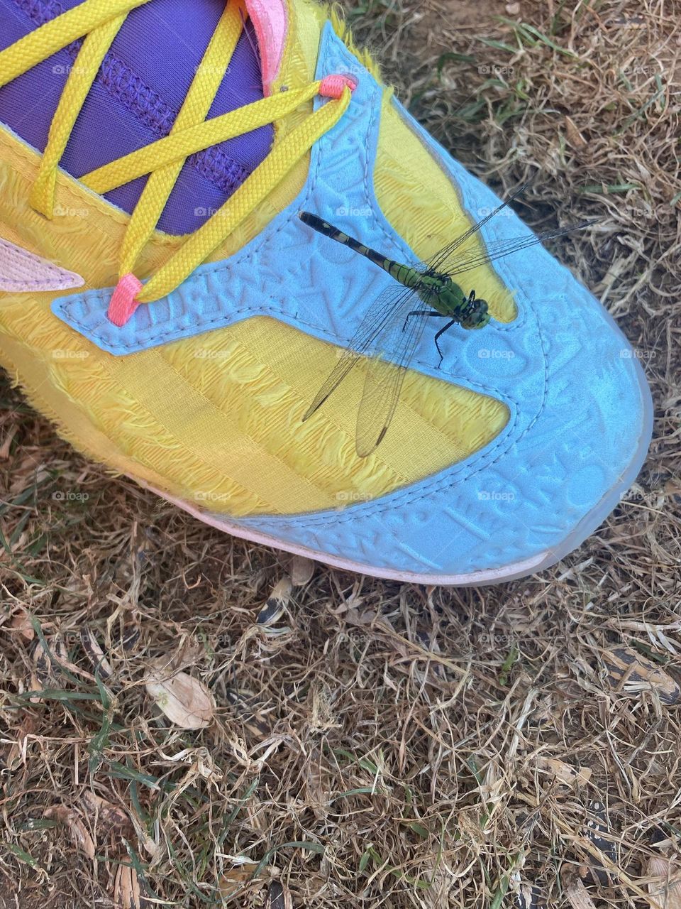 Colorful and beautiful connection between man and nature- dragonfly