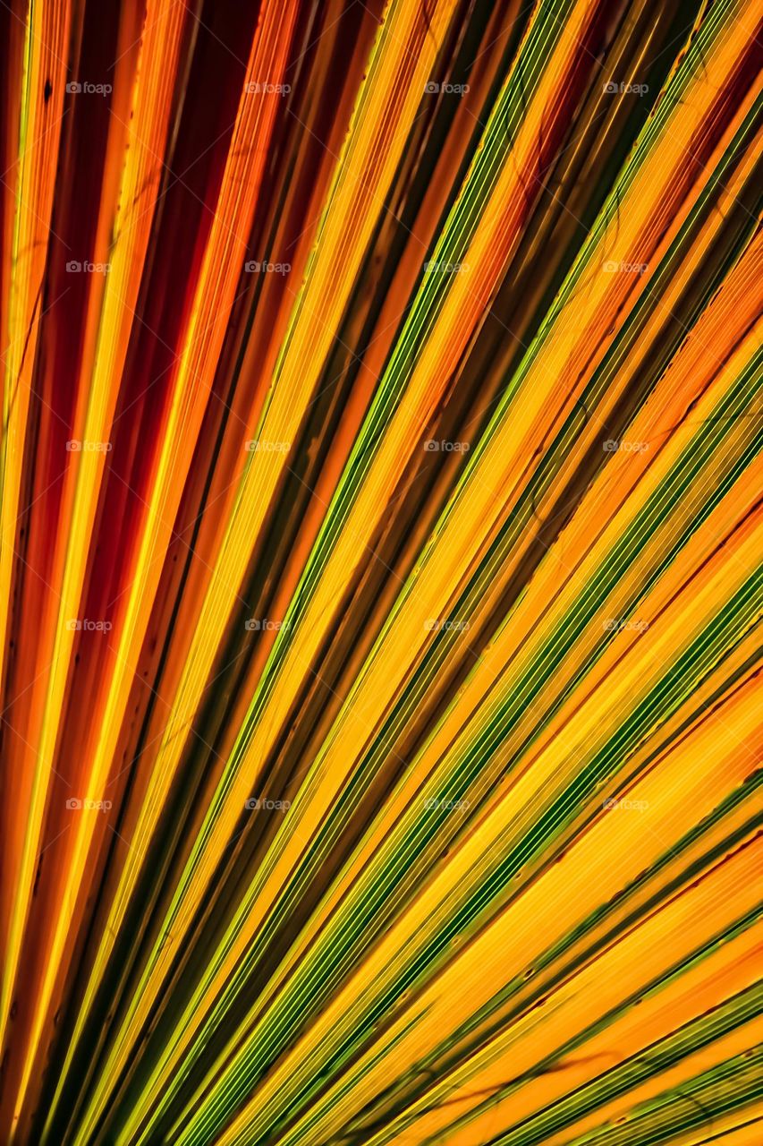 Golden palm leaf of a California date palm, with the sun from behind glowing through the leaves showing multiple colors against the fan of the palm fronds, like stained glass 