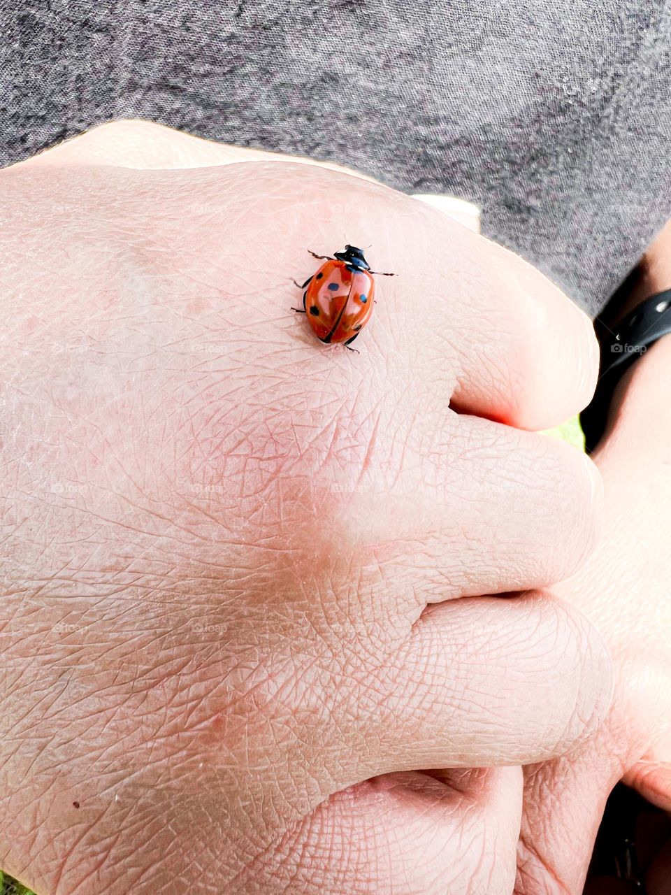 Ladybug