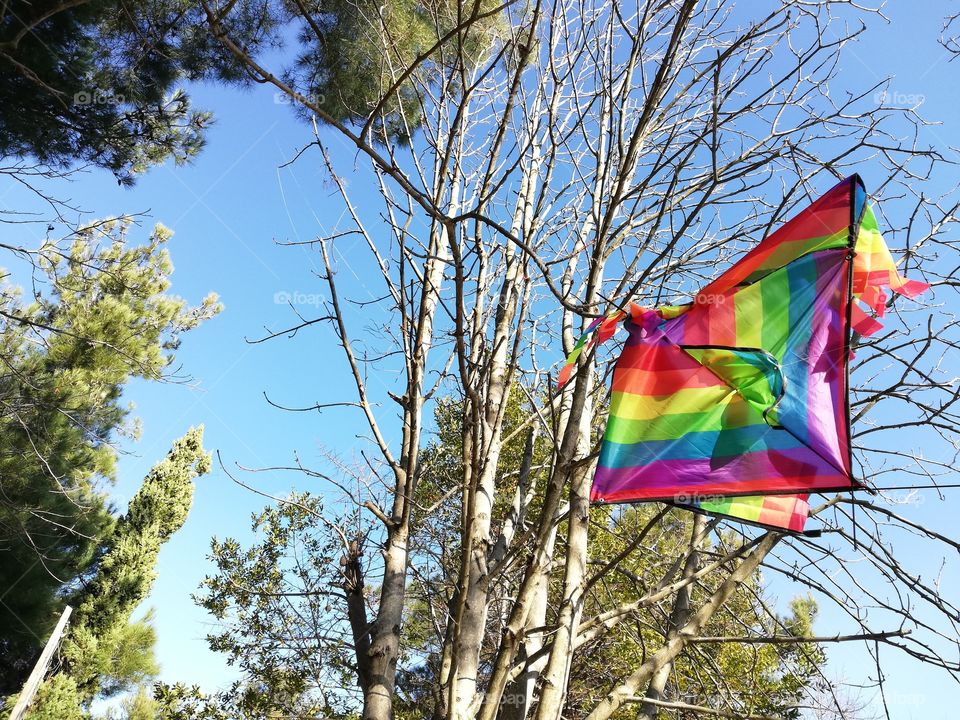 Kite entangled in a branch of the tree