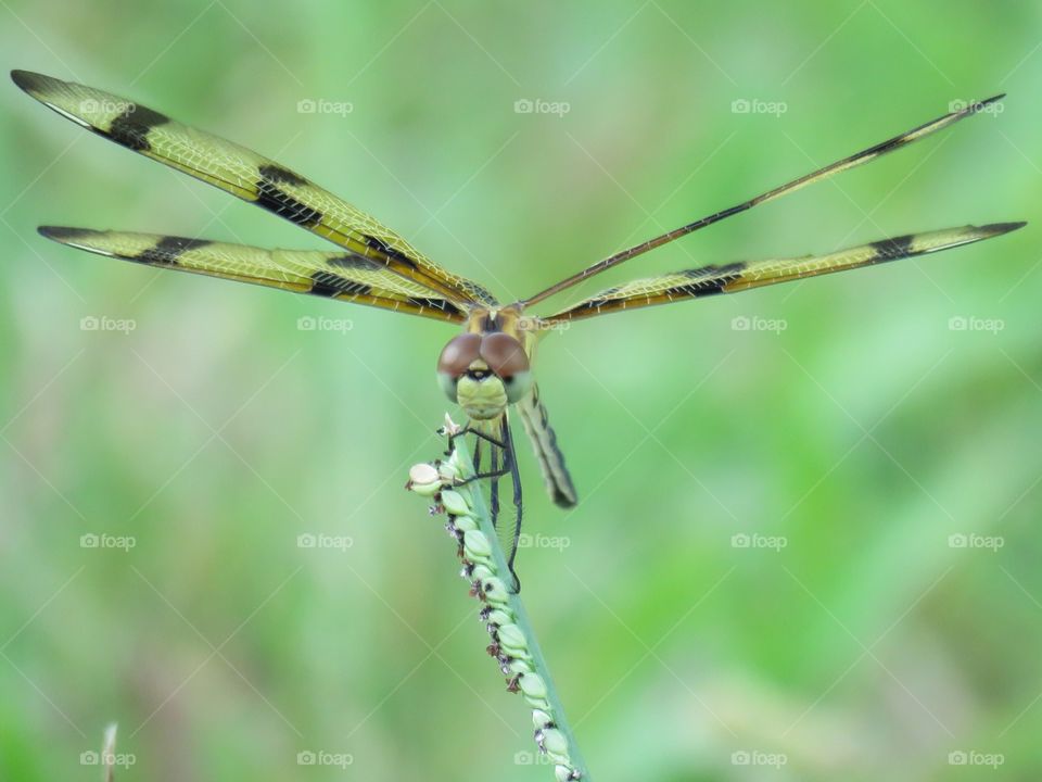 halloween pennant