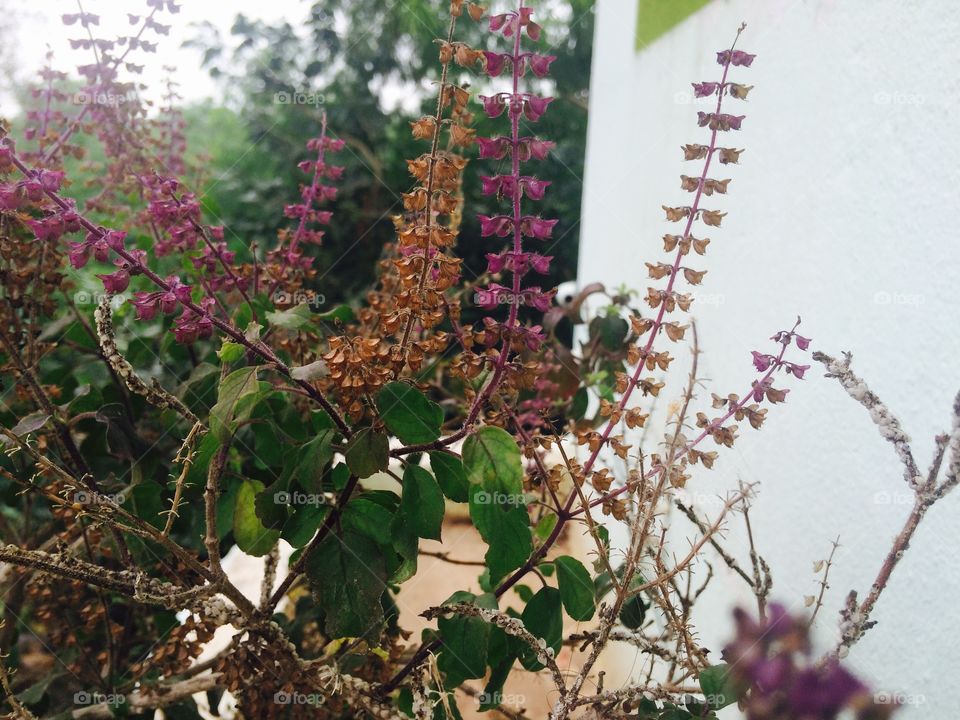 plant thulasi