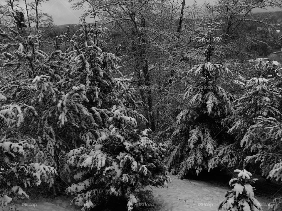 Poulsbo First Snow of 2016-2017