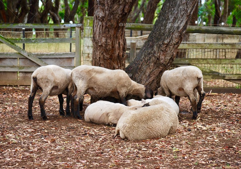Australian sheep
