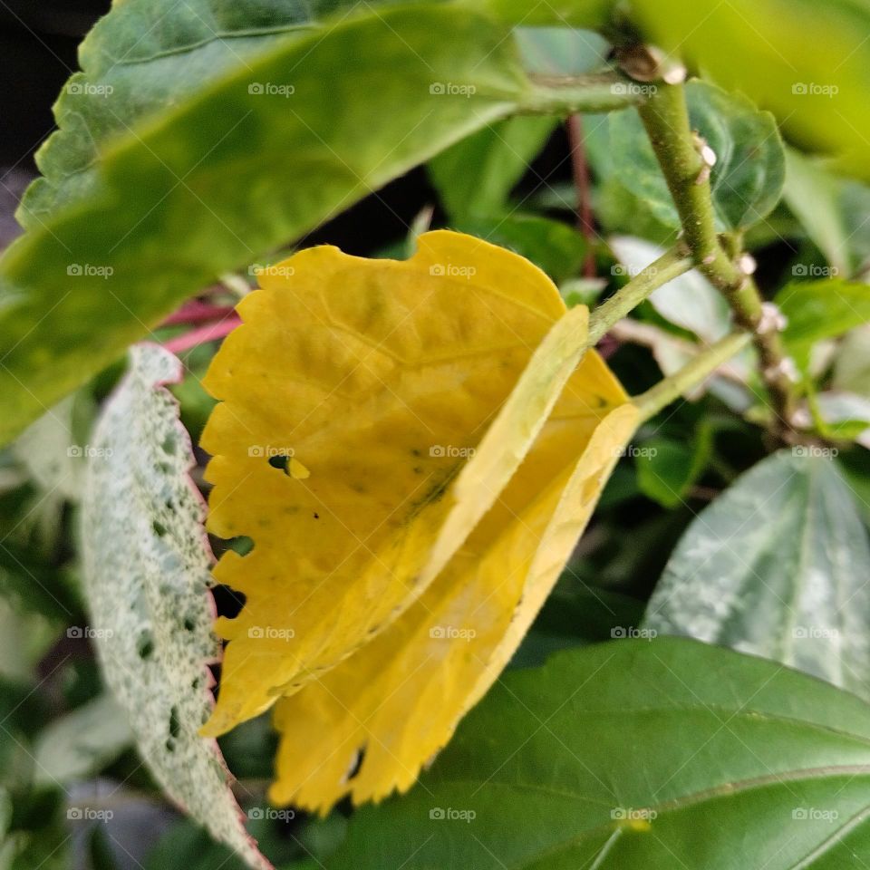 The texture of leaves of a tropical plant.