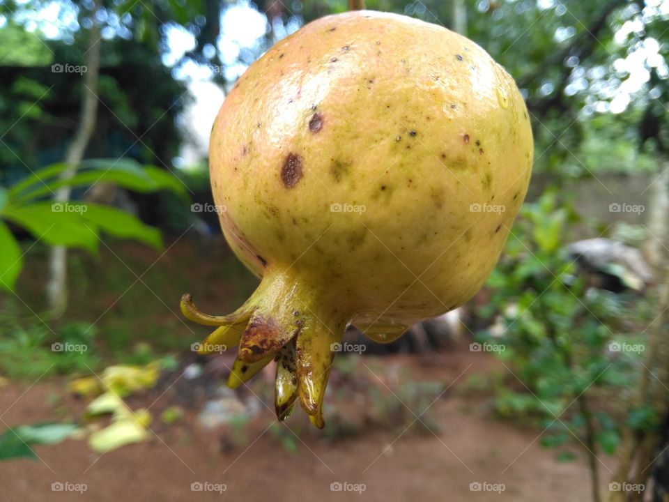 Pomegranate fruits