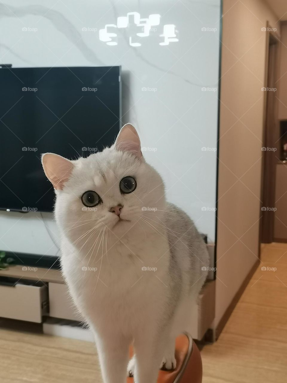 穗穗cat