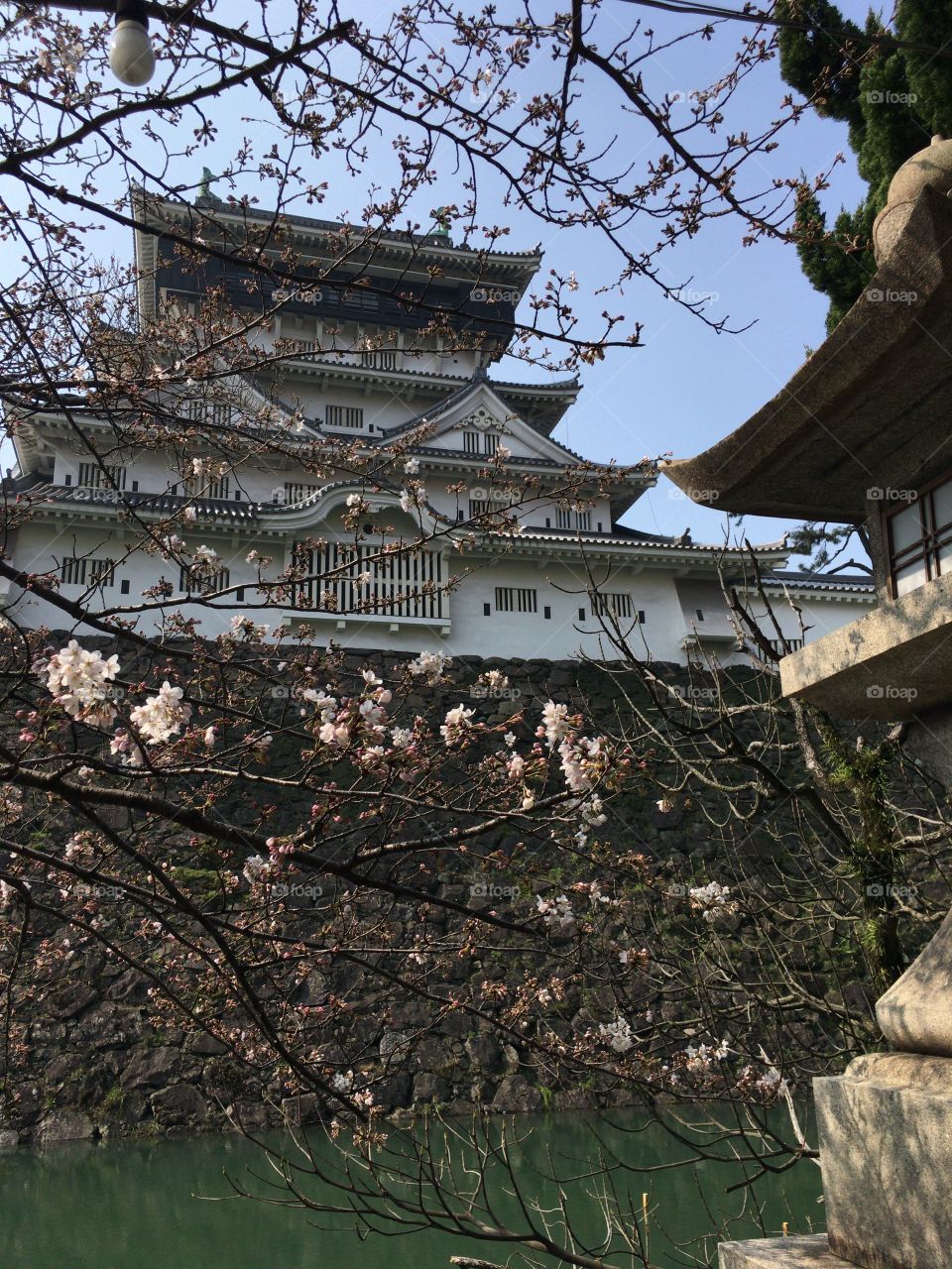 Cherry blossoms and Kokura castle