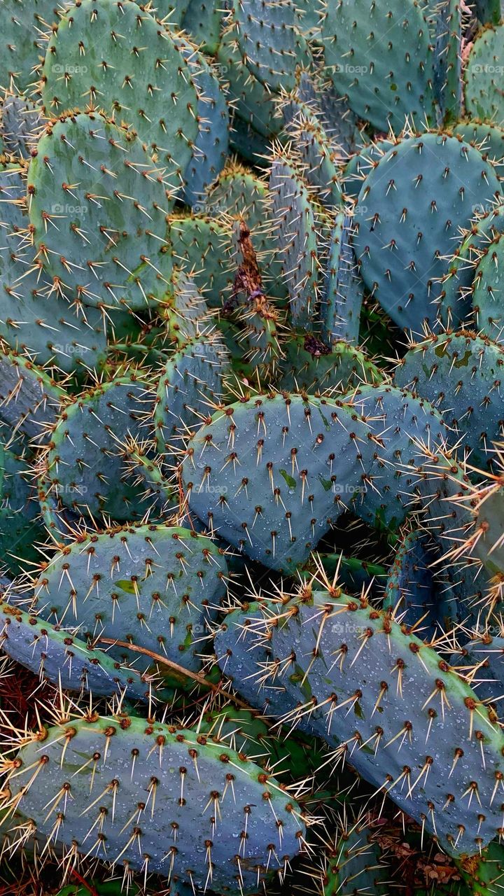 After rain cactus