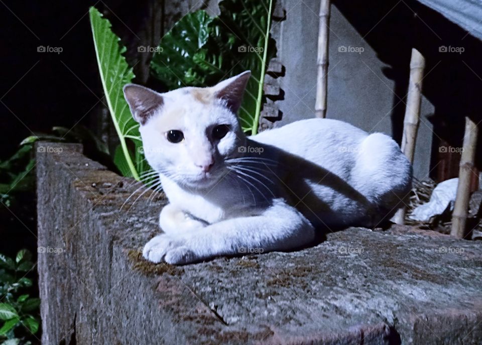 A street cat is resting at night