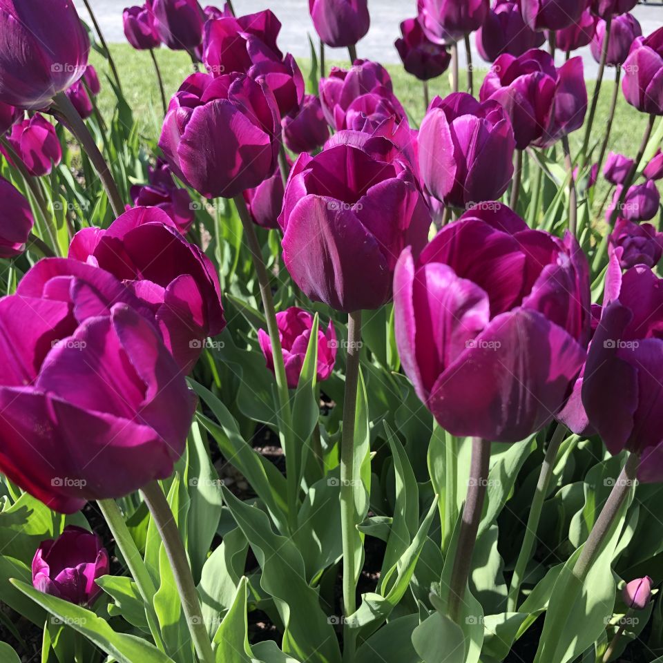 Purple Tulip Flowers at Washington Park Albany, New York