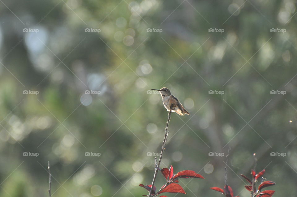 Hummingbird on the tree