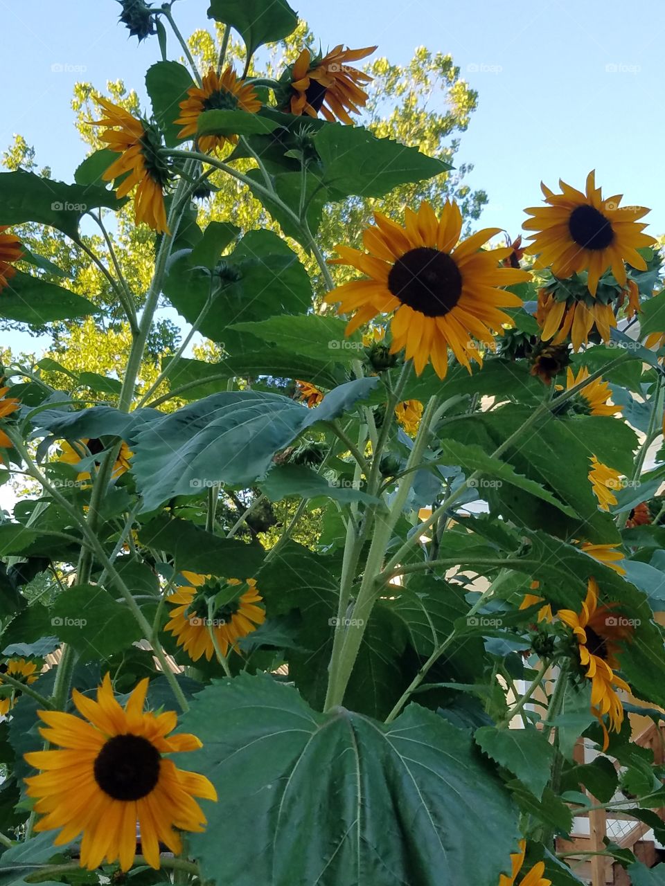 Happy sunflowers