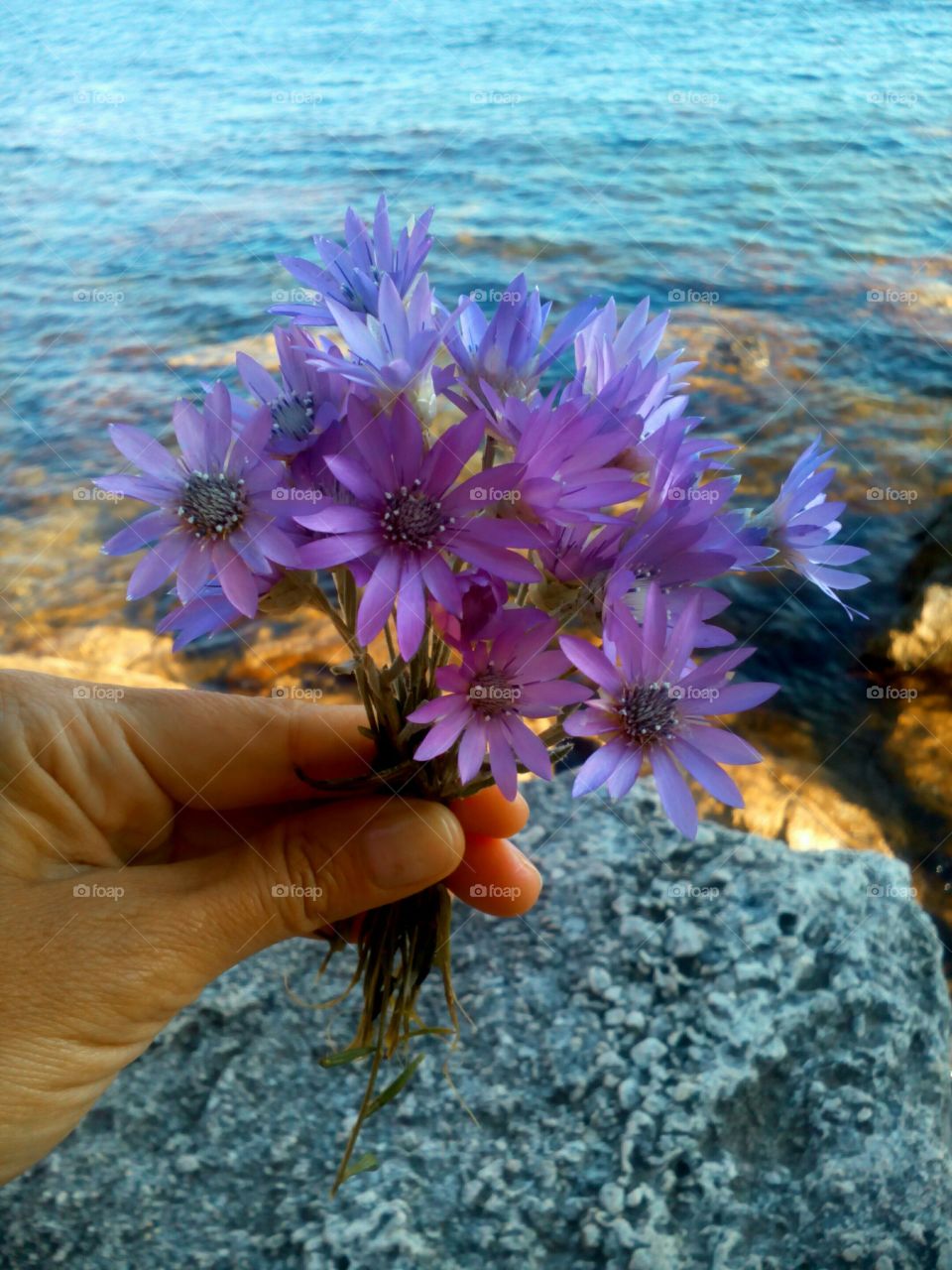 purple flowers in hahd