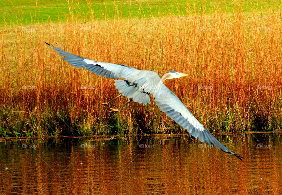 Great blue heron