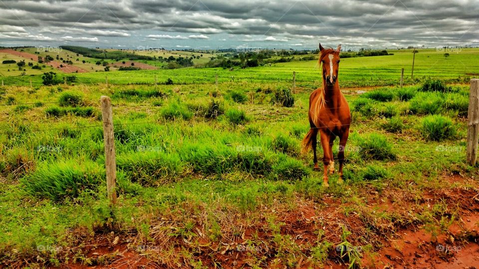 Horses