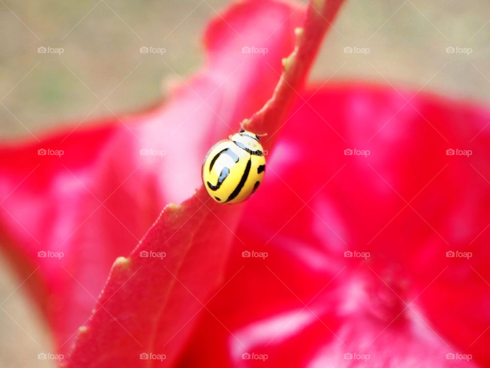 Ladybug on red plant