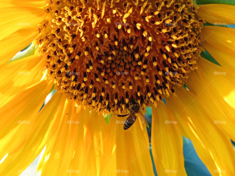 A bee and a sunflower. Harmony in nature.