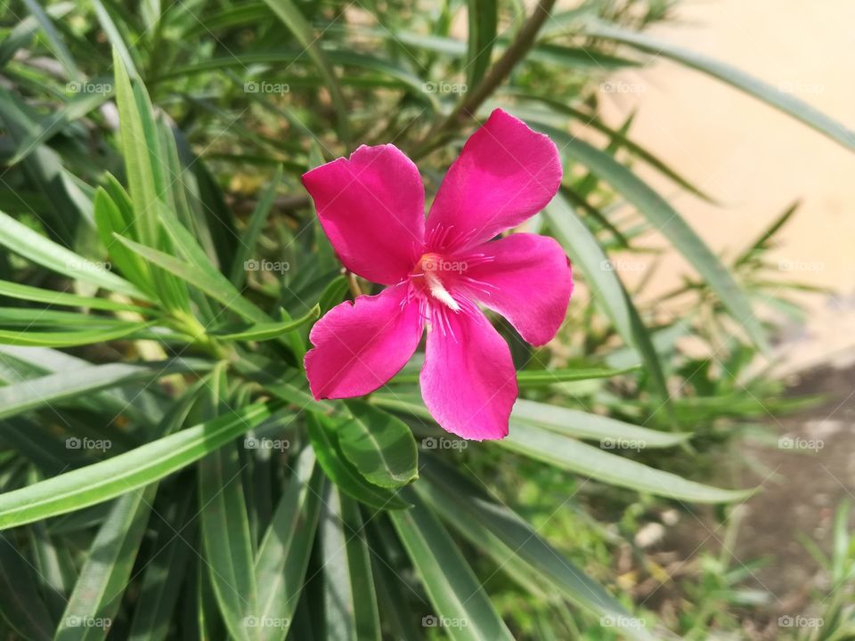 this is a red one very different colurs also looks lika a pink...