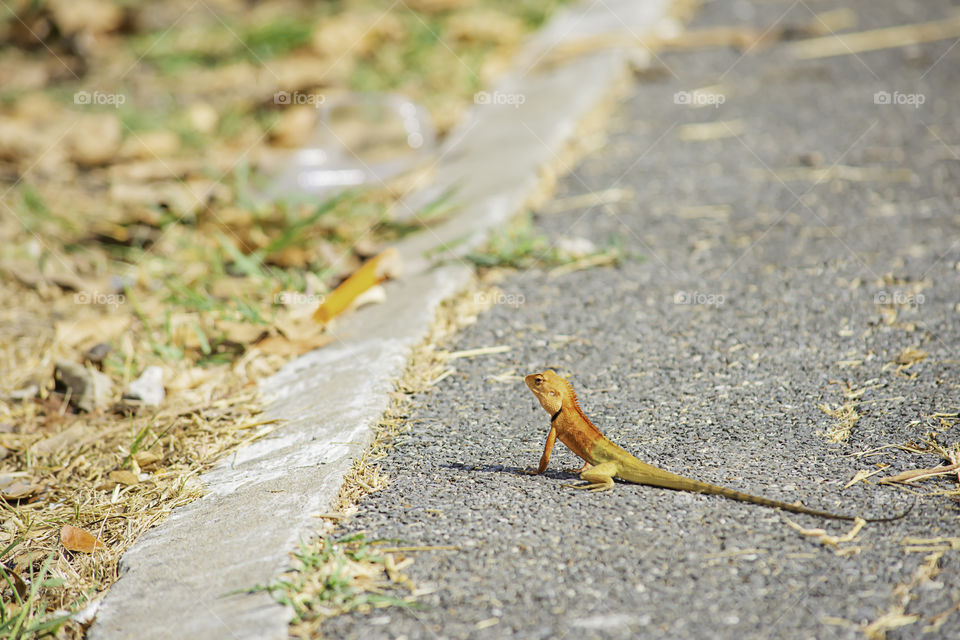 Chameleon orange on Ground asphalt Background blurred grass.