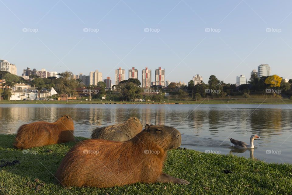 Hello, Brazil! Barigui park in Curitiba.