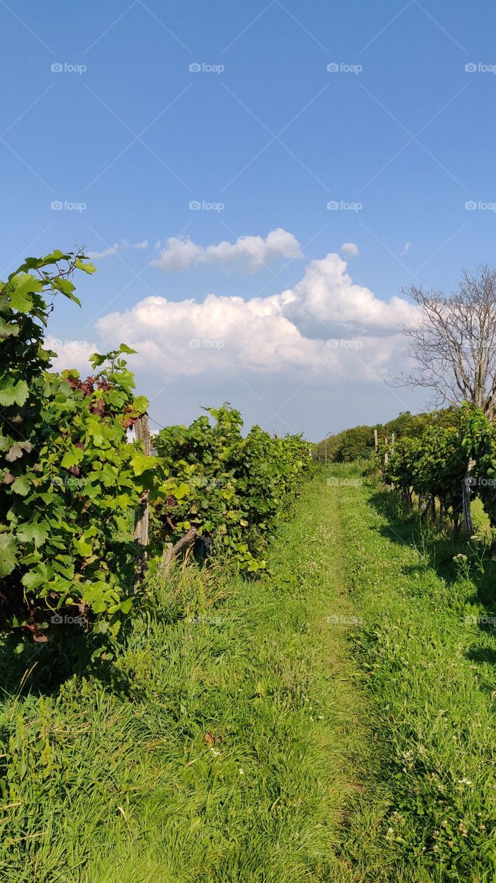 wine yard, blue Sky with clouds