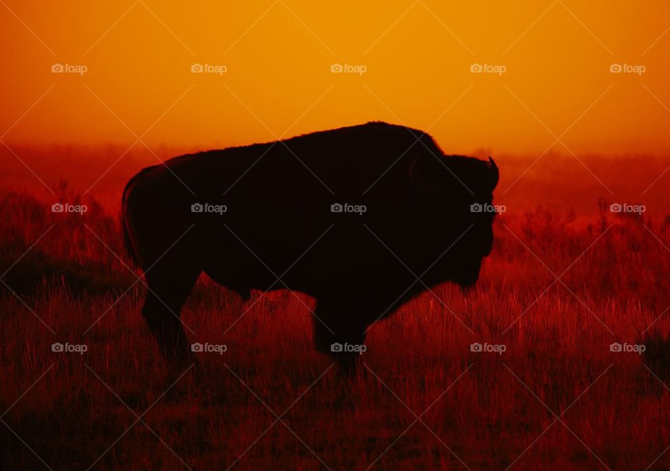 American Bison at dawn