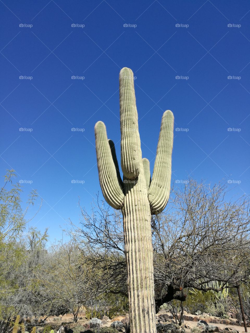 A cactus tree with background of blue sky