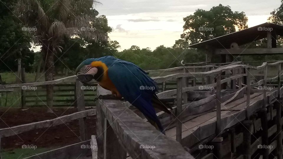 arara - pantanal