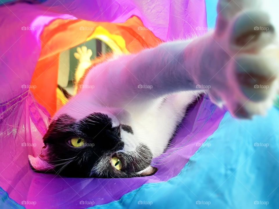 Cute playful cat with yellow eyes 